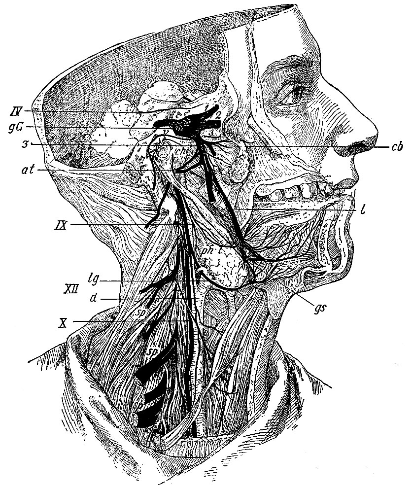 . 120. IV - n. trochlearis; gG - ganglion Gasseri; 1 -   n. trigemini; 2 -   n. trigemini; 3 -   n. trigemini (  ,  ); cb -    n. trigemini (n. crotaphytico-buceinatorius)     ; at - n. auriculo-temporalis; l - n. lingualis; gs - ganglion submaxillar; v - n. Vidianus (   n. facialis,   ); ch - chorda tympani (   n. facialis,     for. stylo-mastoideum; IX - n. glosso-pharyngeus; ph -     (n. pharyngeus); X - n. vagus; XII - n. hypoglossus;  : lg - ramus lingualis  d - ramus descendens; sp, sp, sp -     