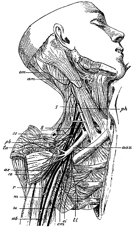 . 125.     . 5-8-,     pl. brachialis (. . 5-, 6-, 7-  8-    1- ); pb -   ; ss - n. suprascapular; ta - nn. thoracici anteriores (     m. pectorales major  minor); ax - n. axillaris; ce - n. cutaneus externus; r - n. dialis; m - n. medianus; u - n. ulnaris; cm - n. cutaneus medius; ci - n: cutaneus internus; tl - n. thoracicus longus.   : ph - n. phrenicus; am - n. auricularis magnus; om - n. occipitalis minor; aax - a. axillaris; ab - a. brachialis