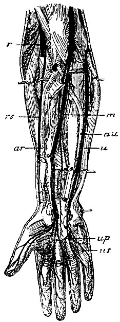 . 127.    : r - n. radialis; rs - ramus superficial n. radialis; m - n. medianus; u - n. ulnaris; up - ramus profundus n. ulnaris; us - ramus superficialis n. ulnaris; au - a. ulnaris; ar - a. radialis