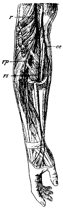 . 129.        . r -   ; rp - ramus profundus n. radialis; rs - ramus superficialis n. radialis; ce - n. cutaneus externus