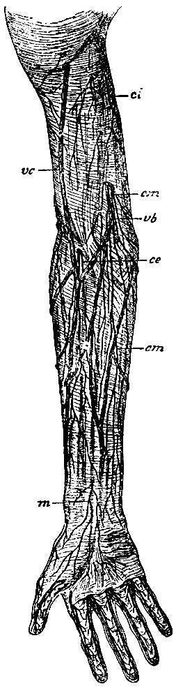 . 130.    . ci - n. cutaneus intermis; cm - n. cutaneus medius; ce - n. cutaneus externus; m -  n. mediani; vb - v. basilica; vc - v. cephalica