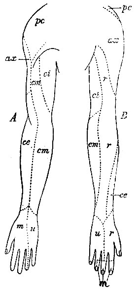 . 131.       .  -  ;  -  .  . : pc -    ; ax - n. axillaris; ci - n. cutaneus internus; cm - n cutaneus medius; ce - n. Cutaneus externus; m - n. medianus; a - n. ulnaris.  .    ; r, r - n. radialis