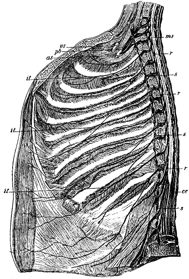 . 132.      (       ). ms -  ; ce - cauda equina; r, r, r -    (); it, it, it - nn. intercostales; pb - plexus brachialis; as - a. subclavia; vs - v. subclavla; s, s, s -      