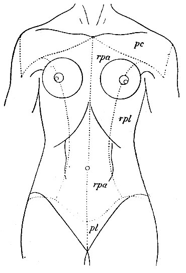 . 133.       ( Voigt). rpa -     (rr. perfor. anteriores); rpl -     (rr. perforantes laterales); pc - ,     (rr. supraclaviculars); pm - ,     