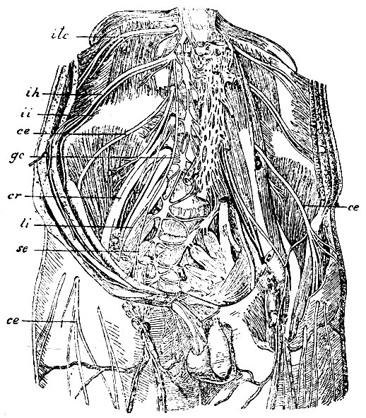 . 134.  . ih - n. ilio-hypogastricus; ii - n. ilio-inguinalis; ce - n. cutaneus femoris externus; gc - n. genito-cruralis; li - n. lumbo-inguinalis; se - n. spermaticus externus; cr - n. cruralis; itc - n. intercostalis 12-