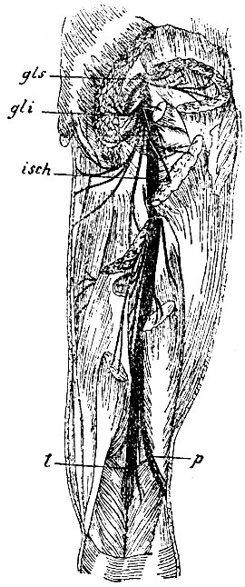 . 136. isch - n. ischiadicus; gls - n. glutaeus superior; gli - n. glutaeus inferior; p - n. peronaeus; t - n. tibialis