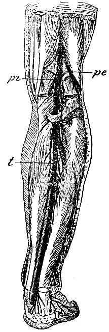 . 137. pi - n. popliteus internus; pe - n. popliteus externus; t - n. tibialis