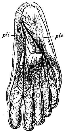 . 138.    . pie - n. plantaris externus; pli - n. plantaris internus