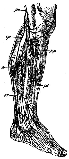 . 139. pe - n. popliteus externus s. peronaeus; pp - n. peronaeus profundus; ps - n. peronaeus superficialis; cp - n. communicans peronaeus; c -   n. peronaei superficialis  ; sr - n. suralis