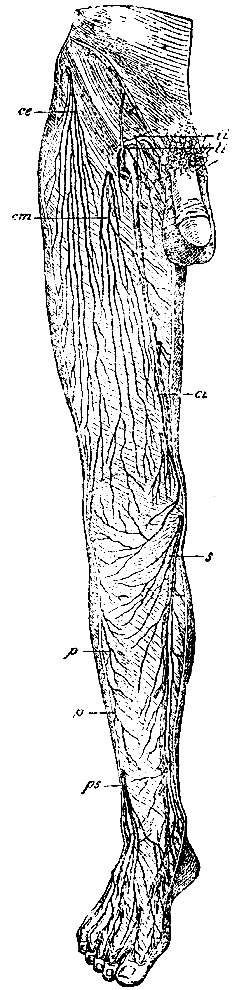 . 140.      . ce - n. cutaneus femoris anterior externus; cm - n. cutaneus medius ( n. cruralis); ci - n. cutaneus internus ( n. cruralis); s - n. saphenus; ii -   n. ilio-inguinalis; li -   n. lumbo-inguinalis; ps - n. peronaeus superficialis; p, p -  ,      