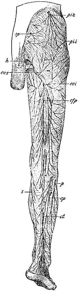 . 141.        . pih - ramus perforans n. ilio-hypogastrici; pii - ramus perforans n. ilio-inguinalis; sp -    ; ccs - n. cutanei clunium superiores; cci - nn. cutanei clunium infer.; cfp - n. cutaneus femoris posticus; s - n. saphenus; cp - n. communicans peronaeus; ct - n. communicans tibialis; p -  n. peronaei