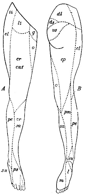 . 142.        .  -    ,  -     . ii - n. ilio-inguinalis; li - n. lumbo-inguinalis; g - n. genito-cruralis; cl - n. cutaneus femoris ant. ext.; cr. cut - nn. cutanei medius  internus  n. cruralis; o - n. obturatorius; cr, sa - n. saphenus  cruralis; pe - n. communicans peronaeus; su - n. suralis; ps - n. peronaeus superficialis.  . : dl - rami dorsales lumbales; ds - rami dorsales sacrales; vs - rami cutanei clunium interni superiores; cp - n. cutaneus fem. post.; pm - n. communicans tibialis; lm - n. plantaris internus; l - n. plantaris externus.      ,   . 