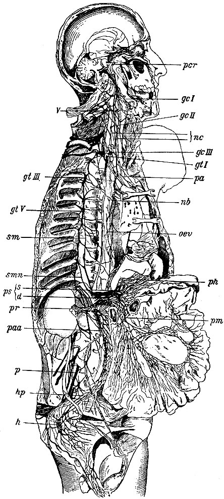 . 143.          ().     n. vagi.  ,         ,  ,    .              . geI -     ; gcII -   ; gcIII -   ; gtI -    . ; gtIII -   .             ; pcr - plexus caroticus; nc - n. cardiacus superior nmedius; pa - plexus aorticus s. cardiacus; sm - n. splanchnicus major; smn - n. splanchnicus minor; ps - plexus Solaris.  : s -   ; d -   ; ph - plexus hepaticus; pr - plexus renalis; pm - plexus mesentericus superior; paa - plexus aorticus abdominalis; hp - plexus hypogastricus; h - plexus haemorrhoidalis; p - plexus spermaiicus internus.    : v -  n. vagi; nb - nervi bronchiales; oev - plexus oesophageus