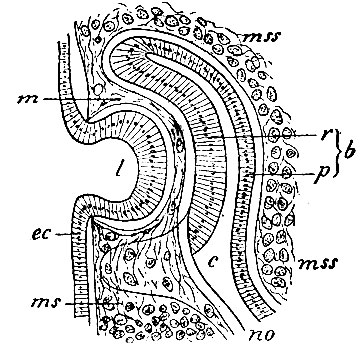 . 145.         .       (   )       (   ,        );     . ec - ; l - ; m -  ,         ;     ; ms -  ,         (); mss -  ,   .      ,    