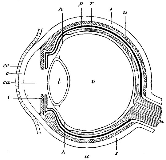 . 148.     (),      ,    , s -  ; c -  ; cc - conjunctiva corneae ( ); ca -  ; i -  ; u -  ; p -  ,    ,   ; r - ; n -  ; v -  ; h - membrana hyaloidea; l - ,   