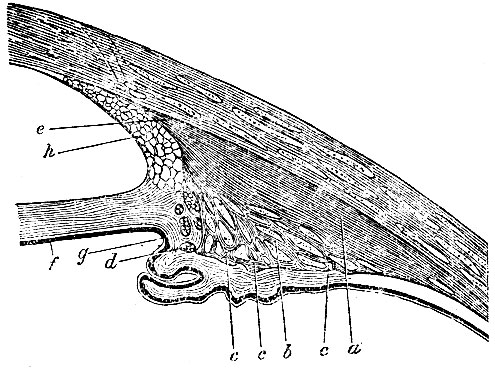 . 151.     . e, a -   ; b -    (     m. tensor chorioideae); d -       corp. ciliaris; c, c, c -         ; f -  ; h - lig. pectinatum,  iris  
