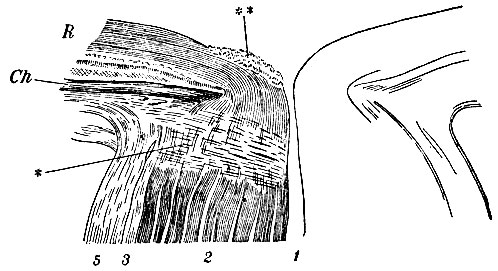 . 153.  papillae n. optici. 1 -  aa.  vv. centralis retinae; 2 -   ; 3, 5 -  ; Ch - chorioidea; R - retina; * -  sclerae,  lam. cribrosam; ** -        