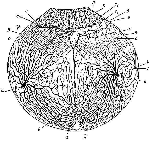 . 157.     . a, a, a - aa. ciliares post, breves; b -   a. ciliar. long.; c - circulus arteriosus iridis major; E -   ,      circulus arteriosus iridis minor; h, h - vv. vorticosae