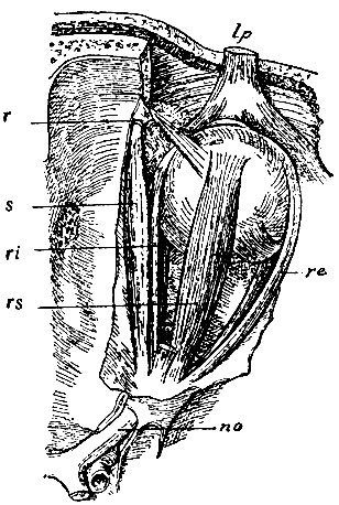 . 158.   . rs - m. rectus superior; ri - m. rectus internus; re - m. rectus externus; s - m. obliquus superior s. trochlearis; r - trochlea (); dp - m. levator palpebrae superiors,    ; no - n. opticus