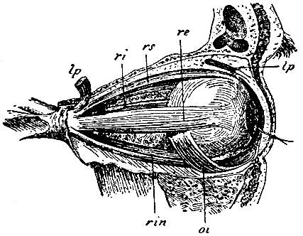 . 159.  ()    . lp, lp -    m. levatoris palpebrae sup.; rs - m. rect. sup.; ri - m. rectus int.; re - m. rect. ext.; rin - m. rectus inferior; oi - m. obliquus inferior