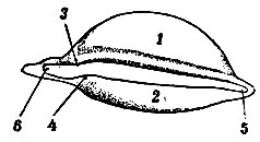 . 160.  . 1 -   ; 2 -   ; 3  4 -  ; 5 - lig. palpebrale externum; 6 - lig. palpebrale internum