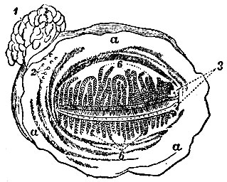 . 161.       . a, a, a - conjunctiva ; b, b -   (   tarsi  conjunctivae); 1 -  ; 2 -     ; 3 -  
