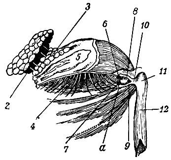 . 162.    . 1 - glandula innominata Galeni; 2 -   ,    ; 3 - glandula congregata Monroi; 4 - , ; 5 - conjunctiva   (     ); 6  7 - puncta lacrymalia; 8  9 -  ; a -     ; 10 -   ; 11  12 -     