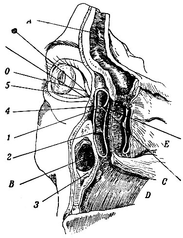 . 163.    ductus nasolacrymalis   ,       . 1 -  ; 2 - ductus nasolacrymalis; 3 -   ; 4 -        ,     ,   .   puncta lacrymalia 5  0;  -  ;  -  ;  -   ,    ;  -   ; D -   