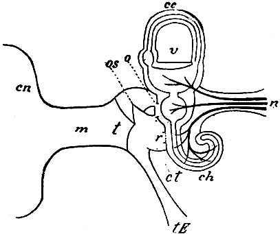 . 165.      (,  ,   ). v - ,      ; n -  ; cc -   (  ); ch - ; cn -  ; m -   ; t -  ; ct -  ; o -  ; r -  ; os -   