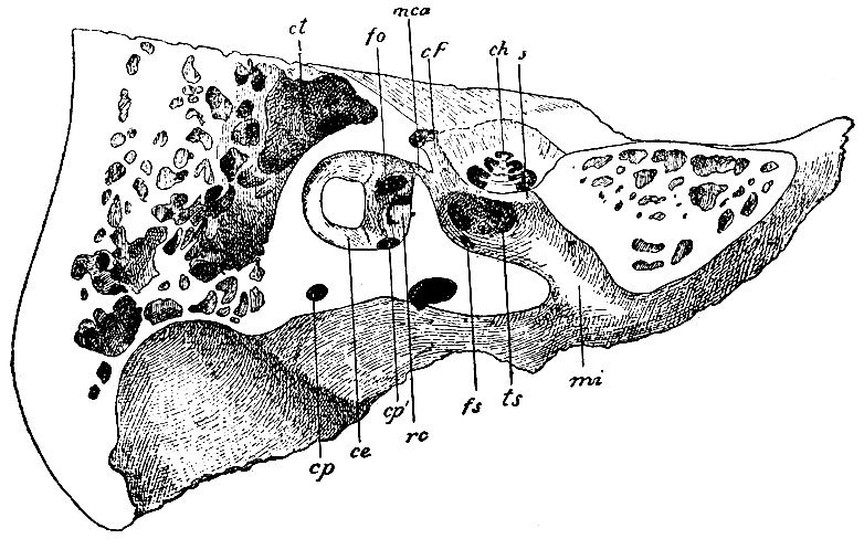 . 168.      ,        .    . ct -  ; fo -   ; rc - recessus cochlearis vestibuli      ,   scalam tympani; cp′ -     ; ce -   ,       ; cp -    ,   ; mi -   ,    : cF -  ,       ; mca - ,    maculae cribrosae superioris  (    ); ts - tractus spiralis foraminulentus; fs - foramen singulare; ch -  (         ,         )