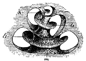  169.   ,    , m - columella; ls, ls - lamina spiralis ossea; h - hamulus 