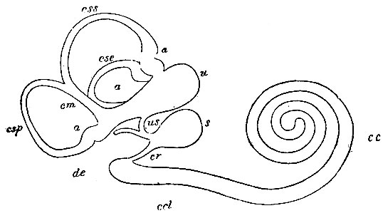 . 171.       (  , . .   ). u - utriculus; s - sacculus; us - canalis utriculo-saccularis; de - ductus endolymphatieus; cr - canalis reuniens; css - canalis semicircularis superior; cse - canalis semicircularis externus; csp - canalis semicircularis posterior; a, a, a - ampullae  ; cm - crus commune    ; ccl - canalis cochlearis - ,   , ; cc - canalis cochlearis - ,    