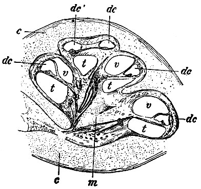 . 172.   4-  . c, c -     ; m - columella; dc, dc, dc, dc -  ductus cochlearis; t, t, t, t -  scalae tympani; v, v, v -  scalae vestibuli (    scalae tympani  vestibuli   ,       ductus cochlearis - dc′, dc)