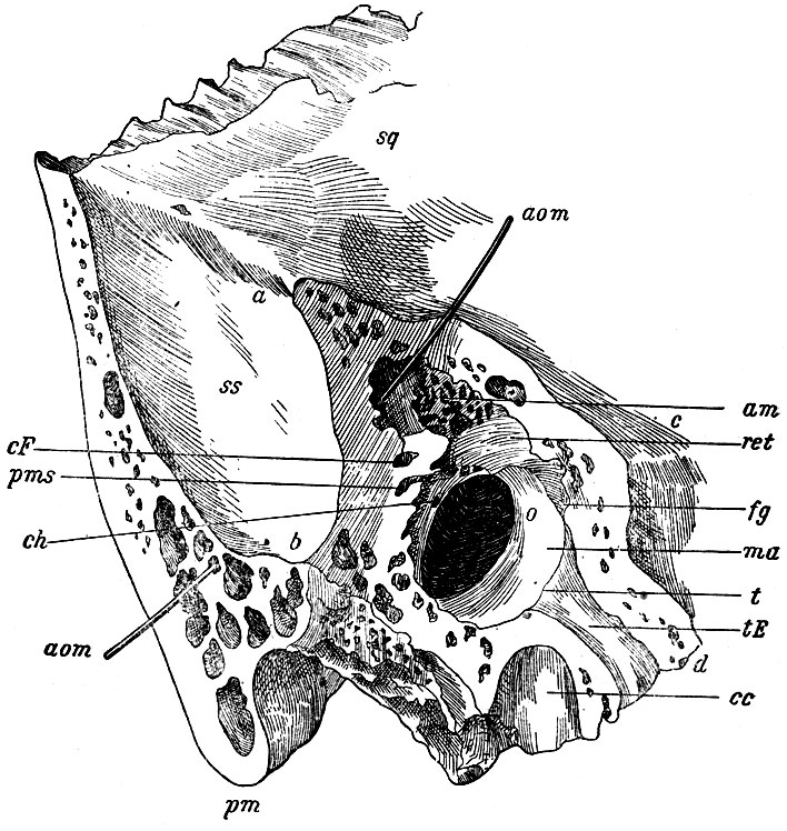 . 173.   ,     (  )   partis mastoideae (       ).   a, b, d, c (  ,    ,     ,  ,      )         . o -    ; ma -     ; t -     ; ch -    ; fg -   , . . fissura Glaseri; ret - recessus epitympanicus; am - antrum mastoideum; aom, aom -, ,   ,   antrum mastoideum    ; tE -  ,   ; cF -  ; pms -   m. stapedius; sq -    ; pm -  ; ss - sulcus sigmoideus; cc - canalis caroticus (,     )