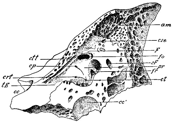 . 174.    ,   ,     . (173).        ,     ,    ,   .      .        ,    : pr - promontorium; fo - fenestra ovalis; fr - fenestra rotunda; ct -   canakiculi tympanici; cp -   canakiculi petrosi; crt -   canakiculi carotico-tympanici;        n. Jacobsonii; tE - tuba Eustachii,   ; ctt - semicanalis m. tensoris tympani.       recessus epitympanici    - F - ,        ; cse -    ,      ; am -   antri mastoidei.     cF -  canalis Fallopiae,        ;  cc1 -   canalis carotici, cc -  ()  