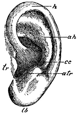 . 178.   . h - helix; ah - antihelix; cc - cavitas conchae; tr - tragus; atr - antitragus; lb - lobulus auriculae