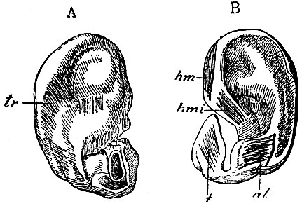 . 179.    . A - , B - . hm - m. helicis major; hmi - m. helicis minor, t. - m. tragicus; at - m. antitragicus; tr - m. trans versus auriculae