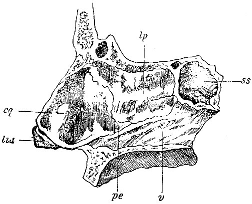 . 180.  . lp - lamina perpendiculails os. ethmoidei; v - ; cq -  ; pe - processus ethmoidalis ; lia -    ; ss - sinus sphenoidalis