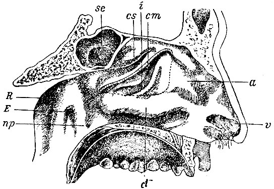 . 183.     ( ). v - vestibulum; a - atrium; ci -  ; cm -    (      ); i -  ,        , -       ; cs -  ; se -   ; E -    ; R - fossa Rosenmtilleri ; pn - plica nasopharyngea