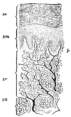 . 184.      . se -  ; sm -  ; sr - , corium; p -  ; sa -   