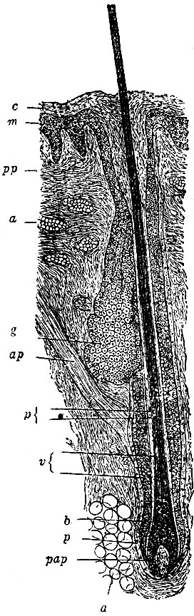 . 185.    . c - stratum corneum; m - stratum Malpighii; pp -   corii; g -  ; ap - m. arrector pili; p - ; v -   : b -  ; pap -   ; a - 