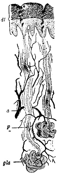 . 186.   . gls -   ; p -  ; dl - epidermis; a -  