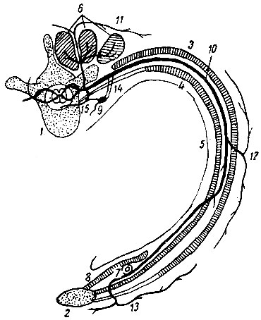 . 190.        ( ). 1 - ; 2 - ; 3 - m. intercostalis externus; 4 - m. intercoVtalis internus; 5 - pleura; 6 -   ; 7 - a. mammaria interna; 8 - m. triangularis sterni; 9 -    ; 10 - n. intercostalis; 11 -   ; 12 -   ; 13 -   ; 14 - rami communicantes; 15 - ramus recurrens