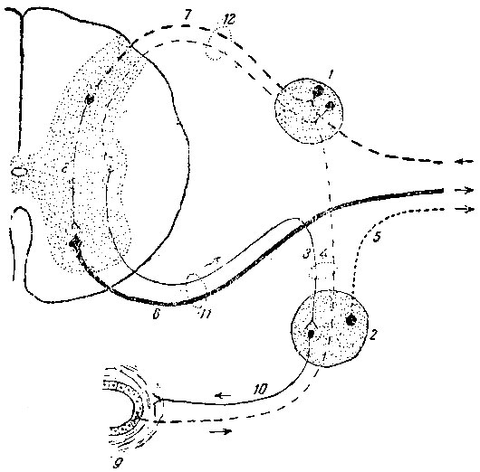 . 191.         . 1 -  ; 2 -    ; 3 -     ; 4 -    ; 3-.  4-    ramus communicans albus; 5 - ramus communicans griseus; 6 -        ; 7 -    , , ,   ; 8 -  ; 9 -       ; 10 -     ; 11 -  ; 12 -  