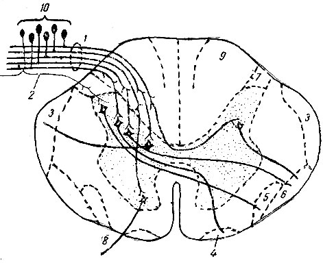 . 192.       ,  ,  ,  -        ( ). 1 -    ; 2 -    ; 3 -  - ; 4 -  - ; 5 -  -  - ; 6 -  - ; 7 - -  (fasciculus Lissaueri); 8 -    ; 9 - fasciculus cuneatus; 10 -  