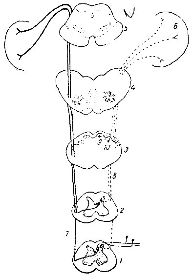 . 193.      . 1  2 -    ; 3  4 -    ; 5 -    ; 6 - ; 7 -  - ; 8 -  - ; 9 - nucleus gracilis; 10 - nucleus cuneatus
