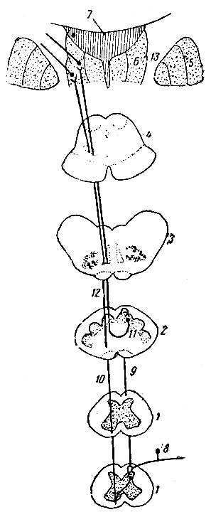 . 196.   . 1 -    ; 2  3 -    ; 4 -    ; 5 -  ; 6 -  ; 7 -  III ; 8 -  ; 9 -  ,                 nucleus gracilis  nucleus cuneatus    ; 10 - ,       ,          ; 11 -  ,   nucleus gracilis  nucleus cuneatus     ; 12 -   ,     ; 13 -  