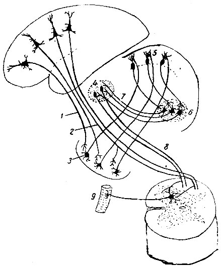 . 200. --   --  ( ). 1 - - ; 2 - -  (); 3 -  ; 4 -  ; 5 -   ( ); 6 -  ; 7 - brachium conjunctivum; 8 - - ; 9 -  
