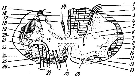 . 201.         V  .          (  ),   -    (   ) ( ). 1 - radix dorsalis; 2 - fasciculus dorso-lateralis; 3 - tractus spino-cerebellaris dorsalis; 4 - columna dorsalis ( ); 5 - fasciculus proprius dorsalis; 6 - fasciculus proprius lateralis; 7 - tractus spino-cerebellaris ventralis; 8 - tractus spino-thalamicus lateralis; 9 - columna ventralis ( ); 10 - tractus spinq-tectalis; 11 - tractus spino-thalamicus ventralis; 12 - tractus spino-olivaris; 13 - fasciculus sulco-marginalis; 14 - fasciculus gracilis; 15 - fasciculus cuneatus; 16 - fasciculus septo-marginalis; 17 - fasciculus interfascicularis; 18 - tractus cortico-spinalis lateralis; 19 - tractus rubro-spinalis; 20 - nucleus dorso-lateralis; 21 - nucleus ventro-medialis; 22 - nucleus ventro-lateralis; 23 - tractus cortico-spinalis ventralis; 24 - tractus olivo-spinalis; 25 - tractus tecto-spinalis; 26 - tractus vestibulo-spinalis; 27 - radix ventralis; 28 - fasciculus proprius ventralis