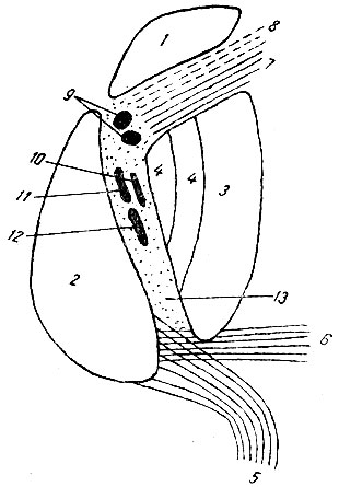 . 204.   . 1 - nucleus caudatus; 2 - thalamus; 3 - putamen; 4 - globus pallidus; 5 -  ; 6 -  ; 7 -   ; 8 - - ; 9 - tractus cortico-bulbaris; 10 - tractus cortico-rubralis; 11 - tractus cortico-spinalis (); 12 - tractus cortico-spinalis (); 13 -   ( ) ( )